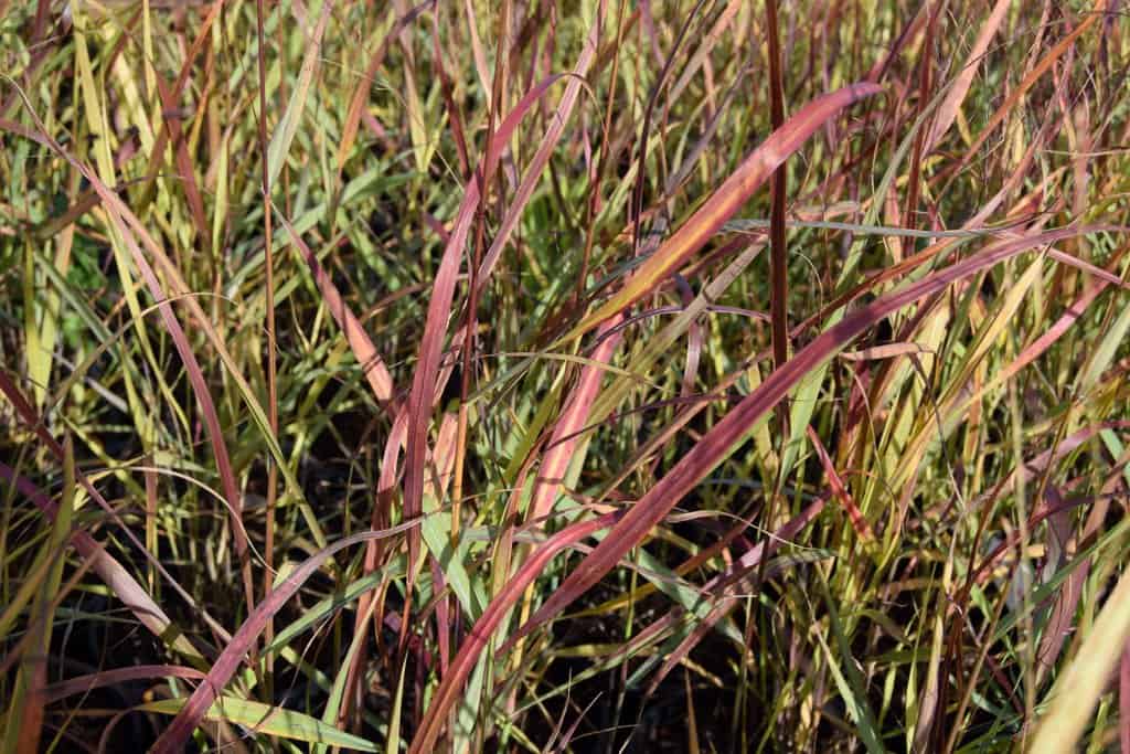 Panicum virgatum 'Shenandoah' ---